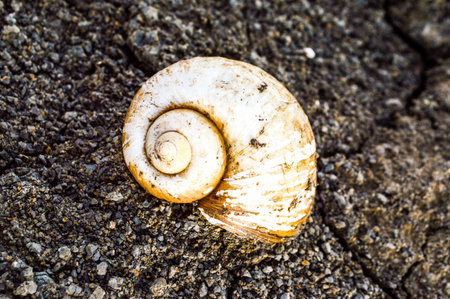 shell on soil の写真素材