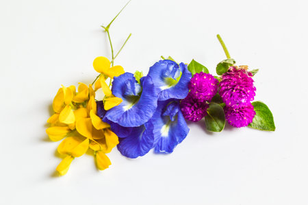 Sesbania flower,  Clitoria ternatea flower,  Globe amaranth の写真素材