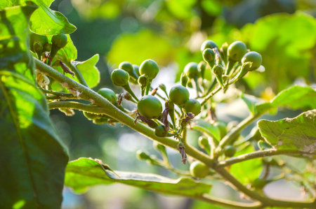 green turkey berry in kitchen gardenの写真素材