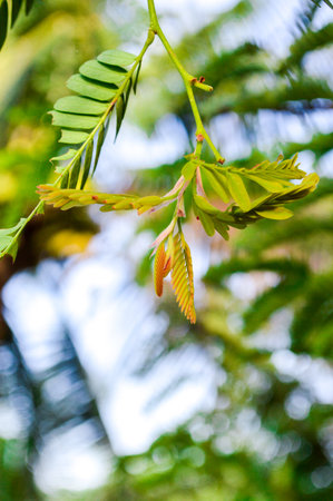 tamarind leafの写真素材
