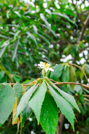 Calabura or jamtree flower on the tree の写真素材