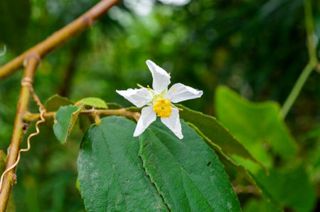 Calabura or jamtree flower on the tree の写真素材
