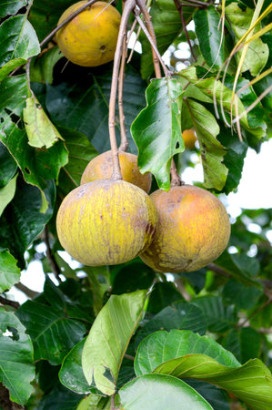 santol hanging on tree の写真素材