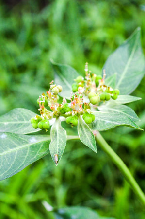  Euphorbia heterophylla L   の写真素材