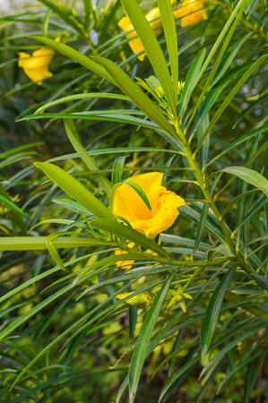 Thevetia peruviana yellow oleander の写真素材