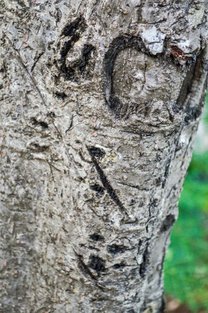 old tress detailing the bark