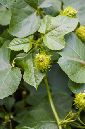 Fetid passionflower の写真素材