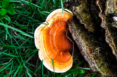 Ling Zhi Mushroom 