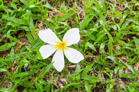 plumeria or frangipani flowers on rreen grass の写真素材