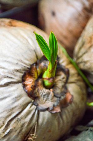 young coconut tree の写真素材