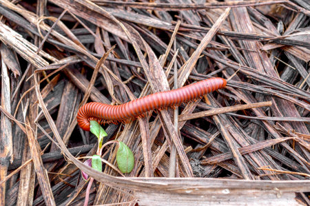 Tropical Millipede の写真素材