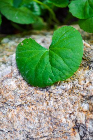 Centella asiatica 