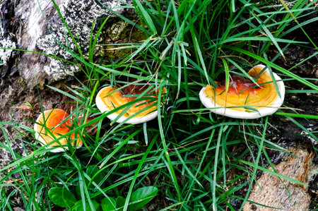 Ling Zhi Mushroom 