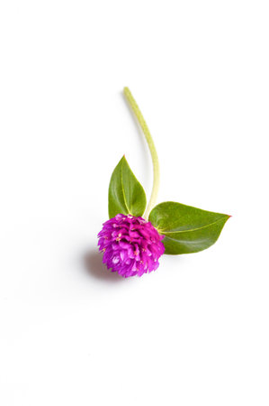 Globe amaranth の写真素材