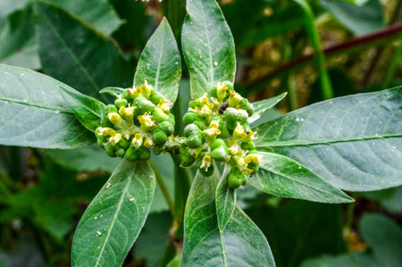 Euphorbia heterophylla L の写真素材