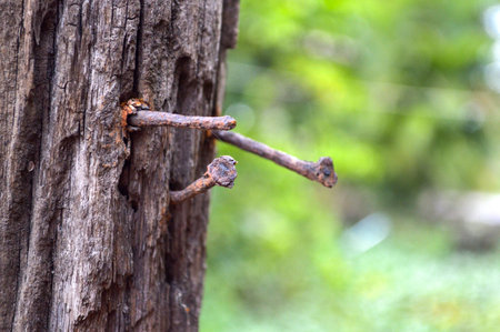 rust nail in woodの写真素材