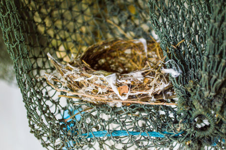 bird s nestの写真素材