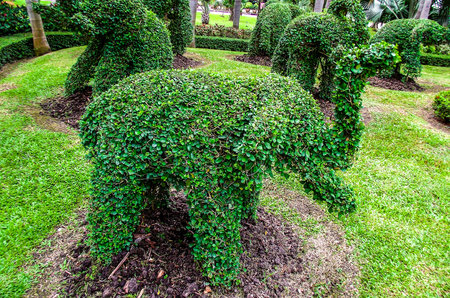 dwarf elephantsの写真素材