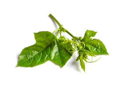 tael on white backgroundの写真素材