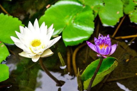 Lotus の写真素材