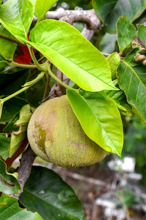 santol hanging on tree 