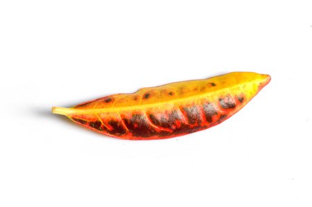 croton leaf 