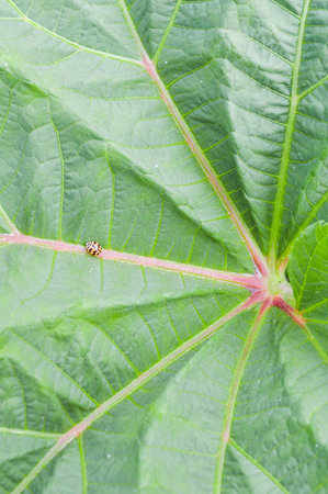 Okra leafの写真素材