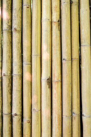 dry bamboo wall の写真素材
