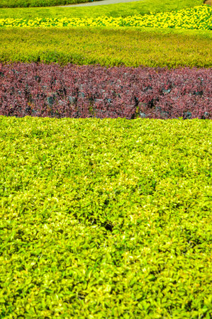 green gardenの写真素材