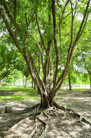 Majestic banyan tree の写真素材