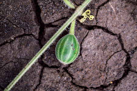 Gymnopetalum integrifolim Kurz の写真素材