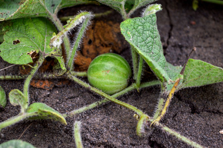 Gymnopetalum integrifolim Kurz の写真素材