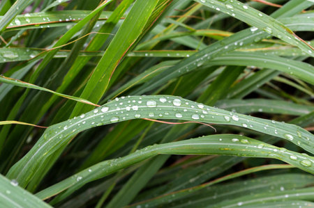 dew on paragrass 