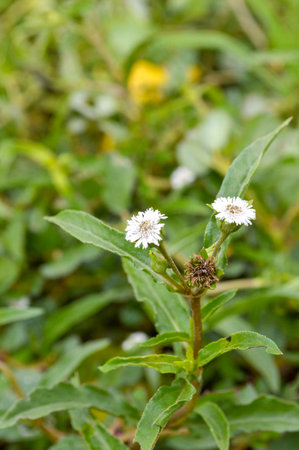Compositae flowerの写真素材