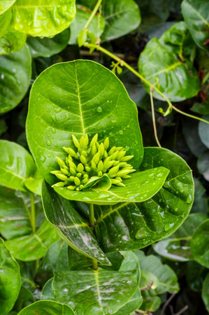 Ixora Flowers の写真素材