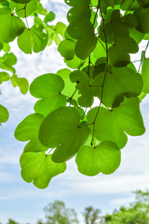 green leaf on cloudy blue sky 