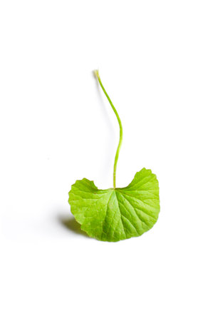 Centella asiatica 