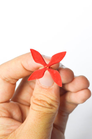 red ixora on male fingerの写真素材