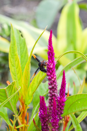 Cockscomb flowers の写真素材