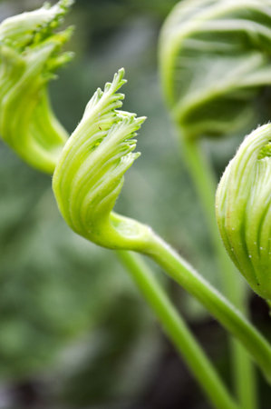 young Okra leaf の写真素材