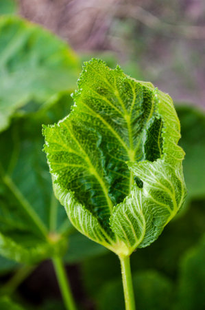 Okra leaf 