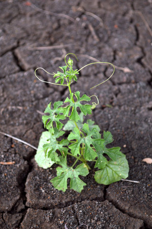 tael tree の写真素材