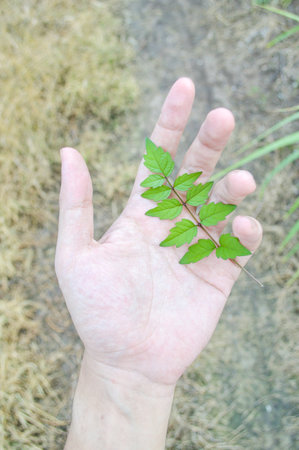 beautiful green leaf in hand の写真素材
