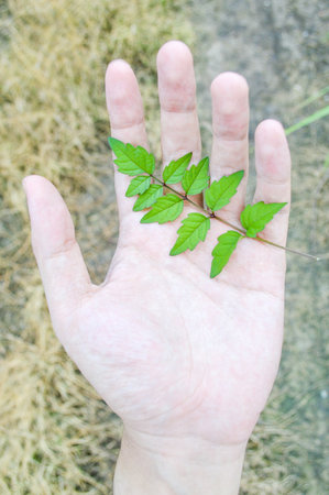 beautiful green leaf in hand の写真素材