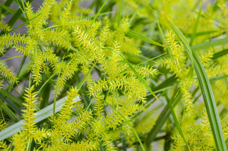 The flower of Cyperus odoratus L  papyrus 