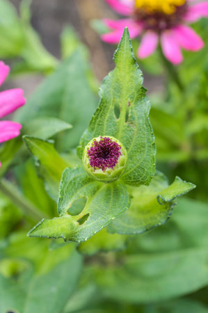 zinnia bud ready to bloom の写真素材