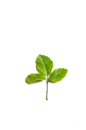 green ivy leaf 