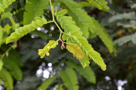 tamarind leaf の写真素材