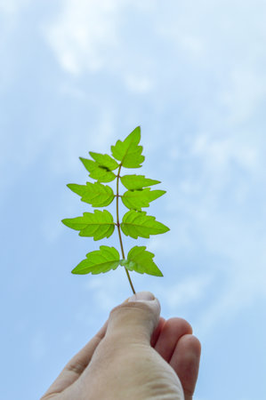 The person holds in a hand a leaf on a background of the cloudy sky 