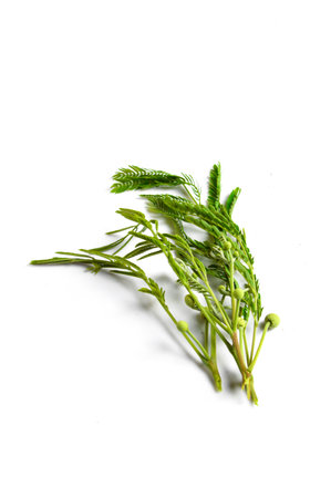 Acacia leaves on a white の写真素材